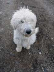 Komondor Puppy for sale in DRESDEN, OH, USA