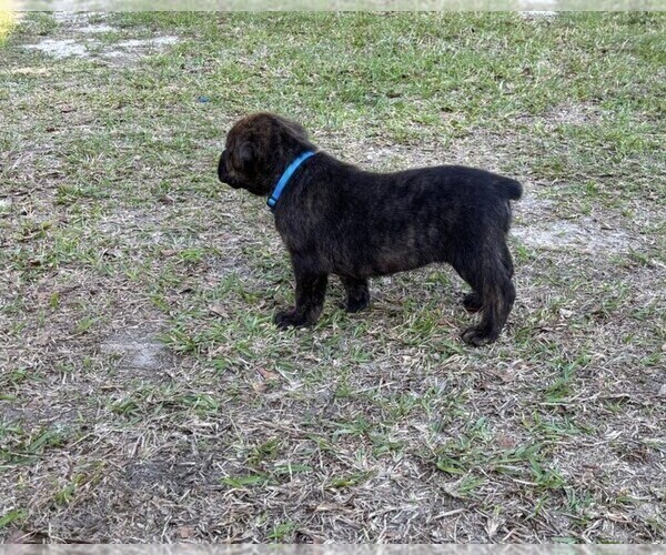 Medium Photo #8 Rotticorso Puppy For Sale in REEVESVILLE, SC, USA