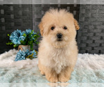 Small #1 Poochon