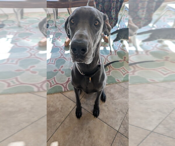 Medium Photo #2 Great Dane Puppy For Sale in Bullard, TX, USA