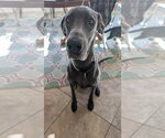 Small #1 Great Dane