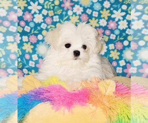 Medium Photo #3 Maltese Puppy For Sale in BRANDON, MS, USA