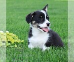 Small #2 Pembroke Welsh Corgi