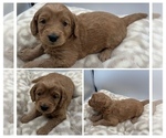 Puppy White Girl Goldendoodle mix (+ Poodle Miniature)