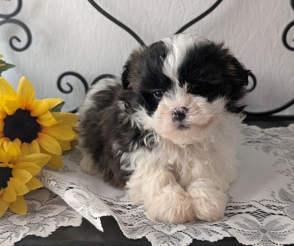Medium Photo #3 Zuchon Puppy For Sale in GOSHEN, IN, USA