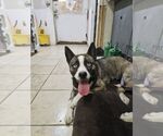 Small Huskies  Mix