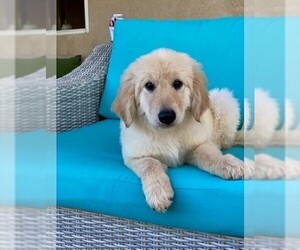 Golden Retriever Puppy for sale in CORONA, CA, USA