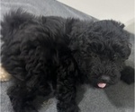 Small Photo #3 Puli Puppy For Sale in MIDDLETOWN, VA, USA