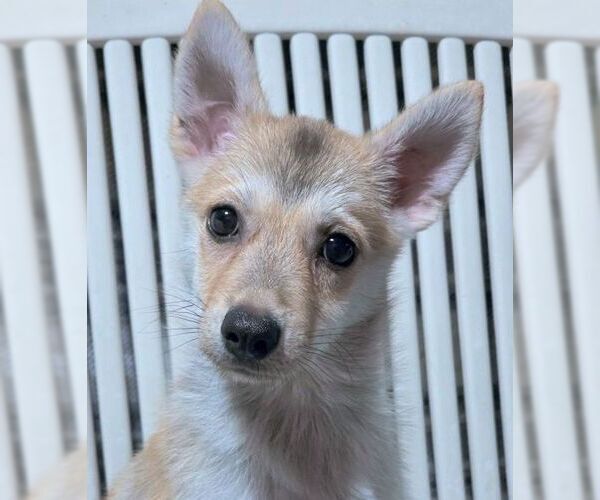 Medium Photo #7 Chiranian Puppy For Sale in Chino Hills, CA, USA