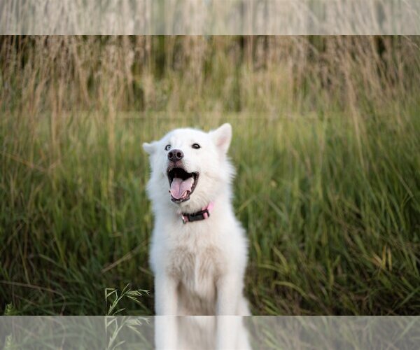 Medium Photo #3 Huskies -Unknown Mix Puppy For Sale in Sandy, UT, USA