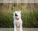 Small #2 Huskies  Mix