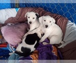 Small Photo #10 American Pit Bull Terrier-Labrador Retriever Mix Puppy For Sale in MOORESBORO, NC, USA