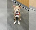 Small Mutt
