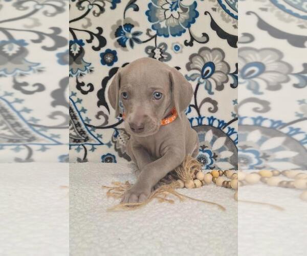 Medium Photo #3 Weimaraner Puppy For Sale in LEWISBURG, KY, USA