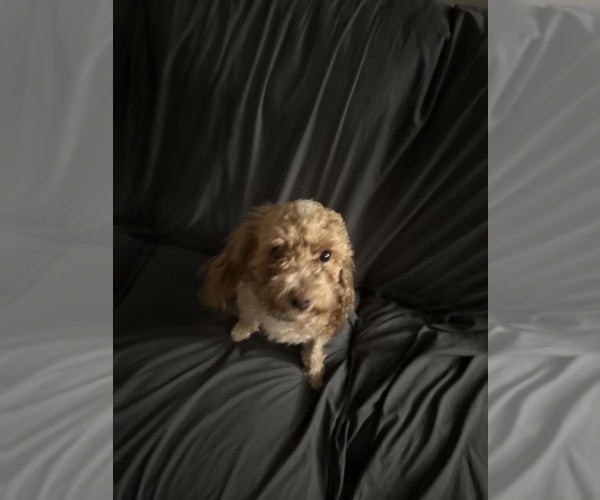 Medium Photo #1 Poodle (Toy) Puppy For Sale in WINSTON SALEM, NC, USA