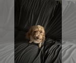 Small Photo #1 Poodle (Toy) Puppy For Sale in WINSTON SALEM, NC, USA