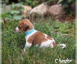 Puppy 4 Beabull-Jack Russell Terrier Mix
