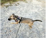 Small #6 Pug Mix