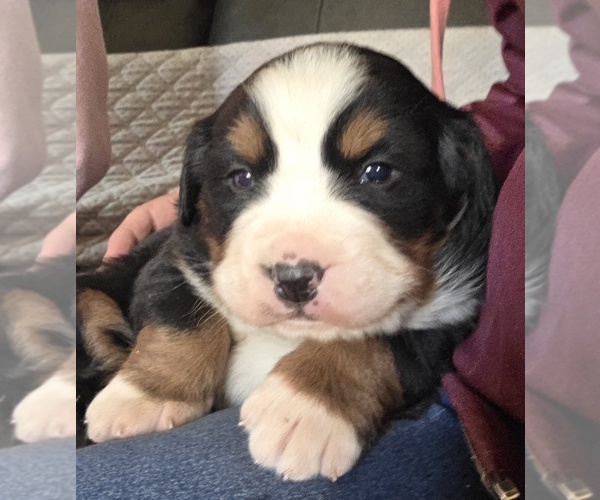 Medium Photo #11 Bernese Mountain Dog Puppy For Sale in HILLSBORO, OH, USA