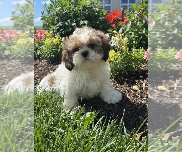 Medium Photo #2 Shih Tzu Puppy For Sale in CANOGA, NY, USA