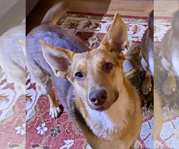 Medium Photo #7 Australian Kelpie-Unknown Mix Puppy For Sale in Newport Beach, CA, USA