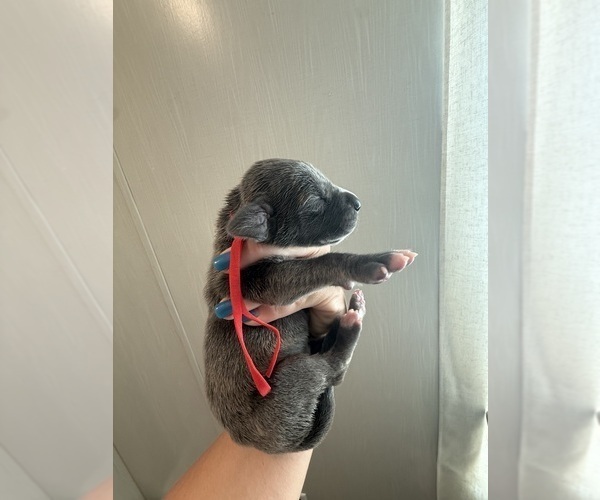 Medium Photo #42 Great Dane Puppy For Sale in HALLETTSVILLE, TX, USA