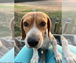 Small Photo #1 Beagle Puppy For Sale in Dunnellon, FL, USA
