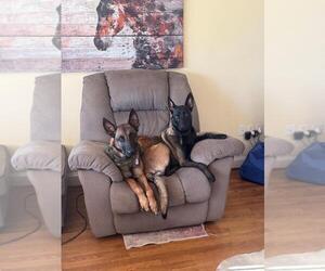 Mother of the Belgian Malinois puppies born on 11/18/2025