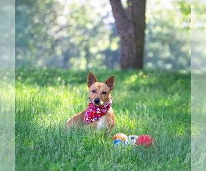 Dachshund-Unknown Mix Dogs for adoption in Unionville, PA, USA