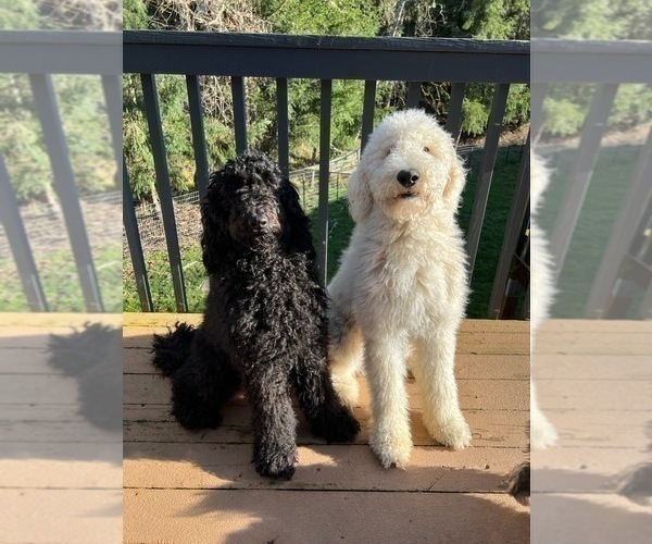 Medium Photo #1 Goldendoodle Puppy For Sale in VERNONIA, OR, USA