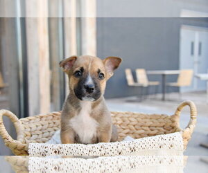 Labrador Retriever-Unknown Mix Dogs for adoption in Sandy, UT, USA
