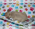 Small Photo #4 French Bulldog Puppy For Sale in ORO VALLEY, AZ, USA