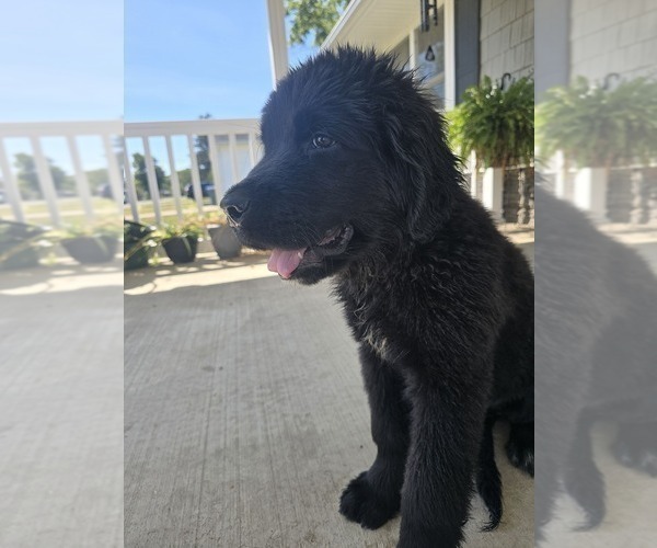 Medium Photo #5 Newfoundland Puppy For Sale in TILTON, IL, USA