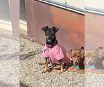 Small #3 Miniature Pinscher Mix