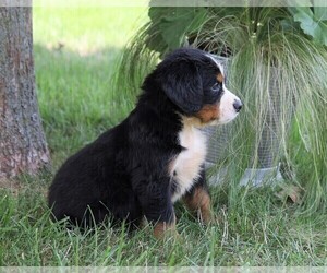 Bernese Mountain Dog Puppy for sale in FREDERICKSBG, OH, USA