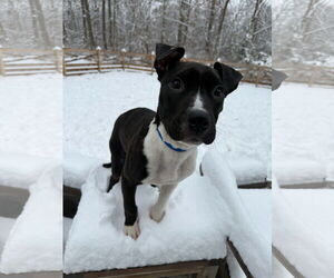 Leia - Female Mutt Dog for Adoption - Photo #8