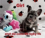 Puppy 1 French Bulldog