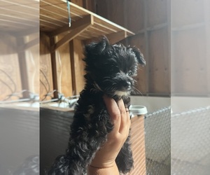 Poodle (Toy)-Yorkshire Terrier Mix Puppy for sale in WHITE OAK, GA, USA