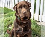 Small #2 Labrador Retriever