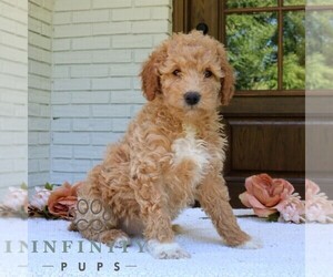 Goldendoodle (Miniature) Puppy for sale in NARVON, PA, USA