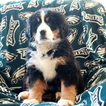 Small Photo #1 Bernese Mountain Dog Puppy For Sale in GAP, PA, USA
