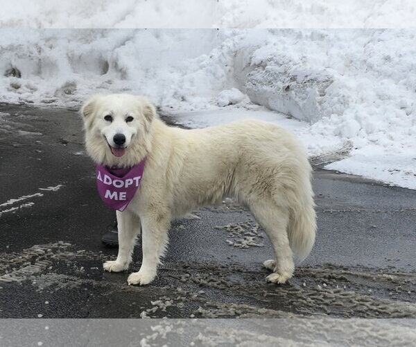 Medium Photo #6 Great Pyrenees Puppy For Sale in Croydon, NH, USA