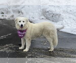 Small #5 Great Pyrenees