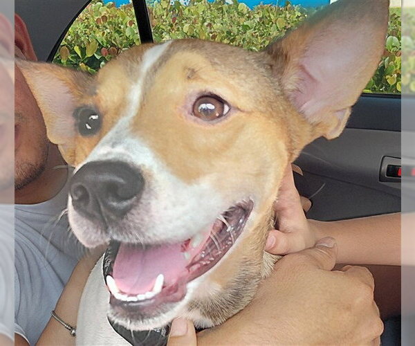 Medium Photo #1 Parson Russell Terrier Puppy For Sale in Fort Lauderdale, FL, USA