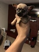 Small Photo #4 Chihuahua Puppy For Sale in MEMPHIS, TN, USA