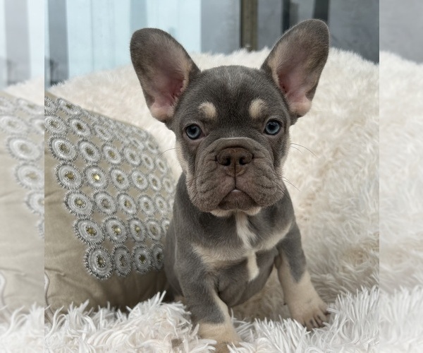 Medium Photo #4 French Bulldog Puppy For Sale in FORT LAUDERDALE, FL, USA