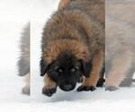 Small #10 Estrela Mountain Dog