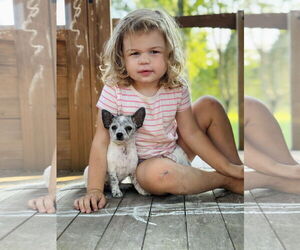Chihuahua Dogs for adoption in Winter, WI, USA