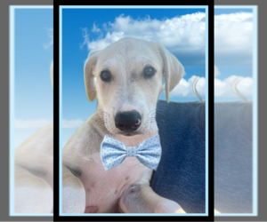Labrador Retriever-Unknown Mix Dogs for adoption in Mt. Laurel, NJ, USA