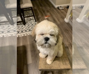 Lhasa Apso Puppy for sale in LACEY, WA, USA